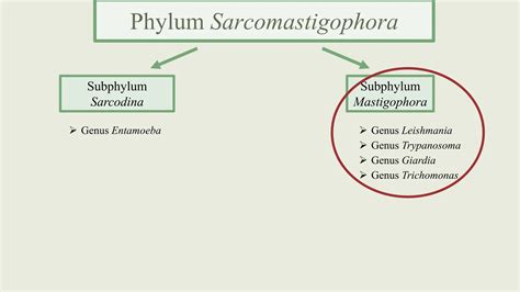 Presentation on protozoa biology topic mbbs | PPTX