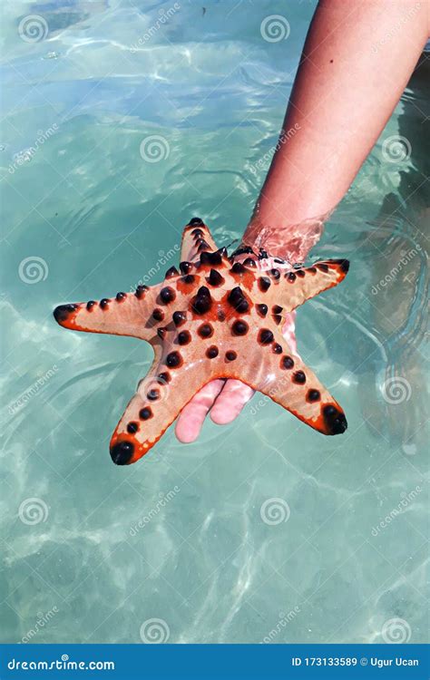 Estrella De Mar De Starfish En La Playa Imagen de archivo - Imagen de ...