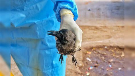 Next Pandemic To Be From Bird Flu? What Former CDC Director Predicts ...