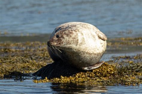 Harbour Queen Ferry - Glengarriff | Tripadvisor