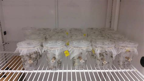 Unknown influences halved the lifespan of honey bees, study says | Courthouse News Service