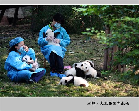 杭州动物园熊猫馆最后一任馆主“成就”、“双好”将回老家 趁假期快来和它们告别吧！_杭州网