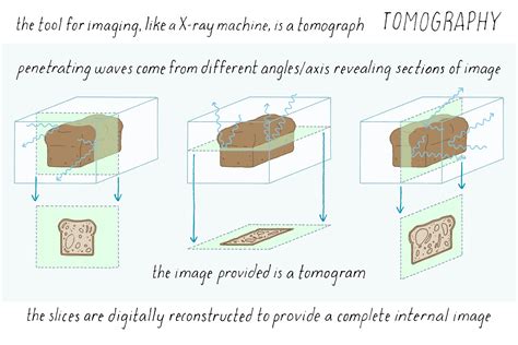BioDictionary | Graphics & descriptions of biological terms