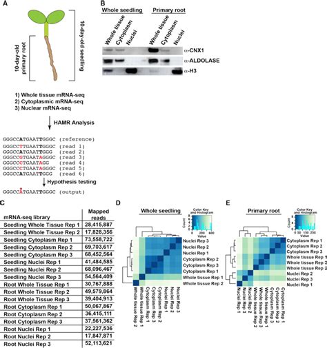 Image result for HAMR Scoring Matrix