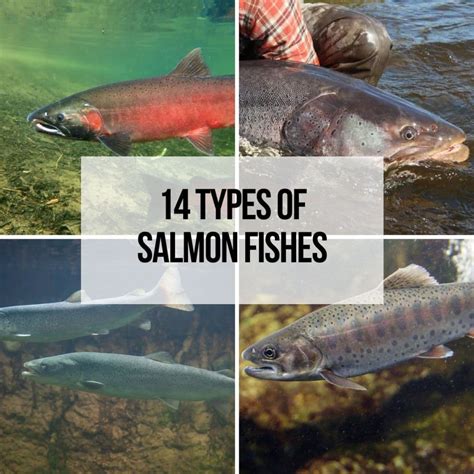 Types Of Salmon By Quality at Jessica Fly blog