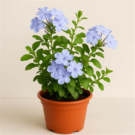 “Neela Koduveli (Blue Leadwort): A Stunning Flowering & Medicinal Plan ...