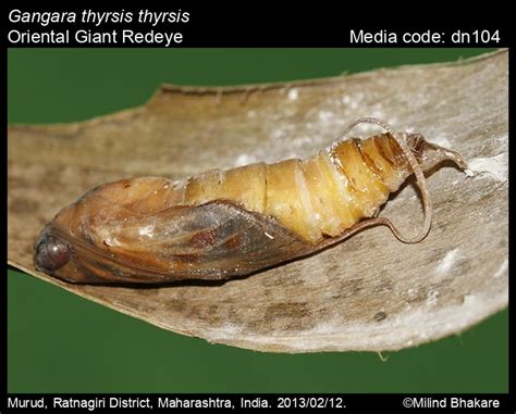 Gangara thyrsis | Butterfly