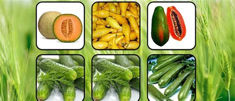 WITH KNOWN YOU, GET THE POWER OF IMMACULATE SEEDS IN YOUR FIELD