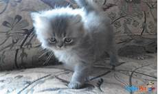 gatti persiani in vendita gatti persiani in vendita a novara no gatti persiani in vendita gatti persiani in vendita a novara no