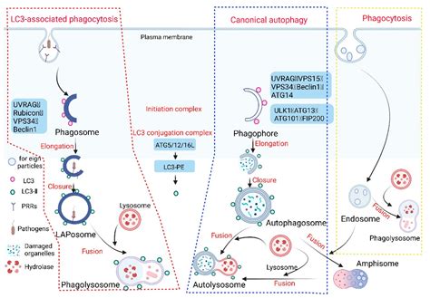 Phagocytosis Of Bacteria