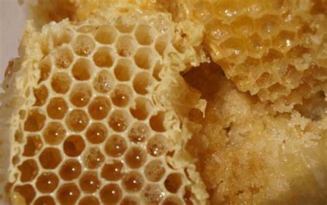 蜂窝里真的有野生蜂蜜吗？