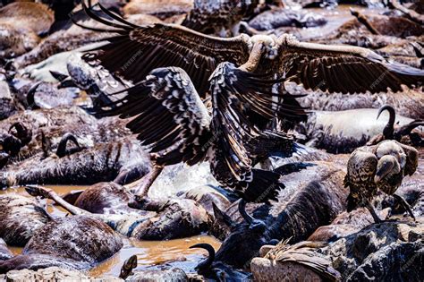 Premium Photo | Vulture bird wildlife animals mammals savanna grassland ...