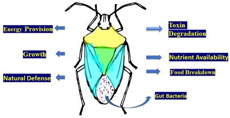 Insect Microbial Symbionts: Ecology, Interactions, and Biological ...