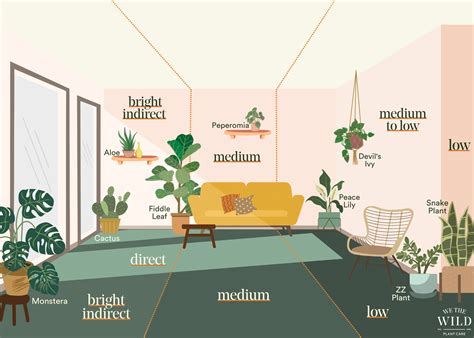 What Is Indirect Light For A Plant at Gary Delariva blog
