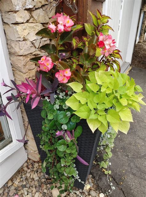 Shade Flowers Annuals