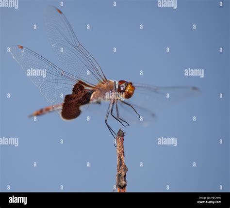 Orange dragonfly hi-res stock photography and images - Alamy