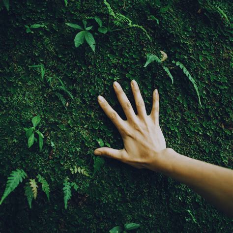 Conservation vs. Preservation in Environmental Practices