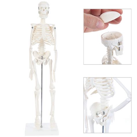 Buy Assembly model 19" Mini Skeleton Human Skeleton Model,Has Movable ...