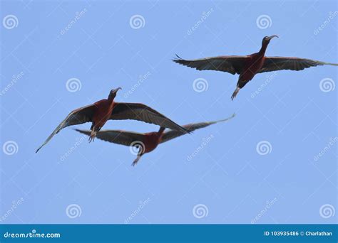 Bird Glossy ibis stock photo. Image of paws, bird, glossy - 103935486