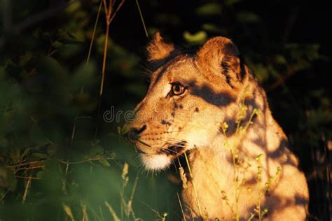 狮子，非洲狮子，潘西拉里奥躲在黑暗中 夜丛里狮子的画像 库存照片 - 图片 包括有 克鲁格, 公园: 168736778