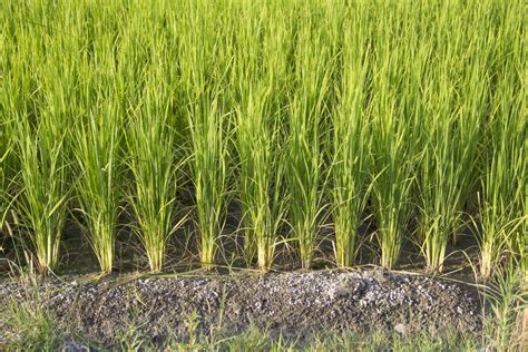 Where Is Rice Grown In The United States at Quentin Burton blog