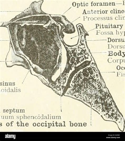Sella Turcica Anatomy
