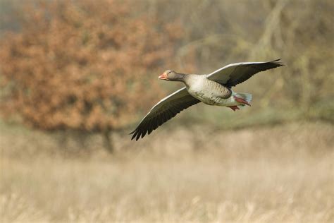 Bing Ai Announcement Video 的图像结果