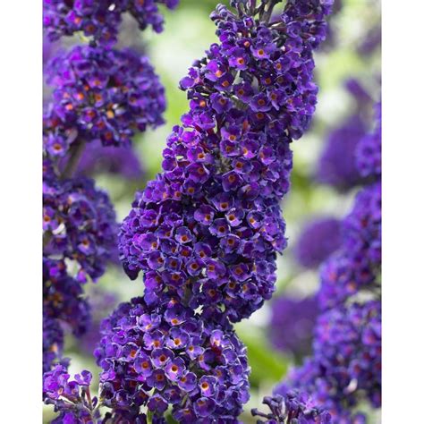 Buddleja davidii Black Knight - Buddleia - Butterfly Bush