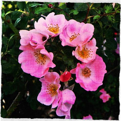 Ring of Roses | The Laurelin Archives