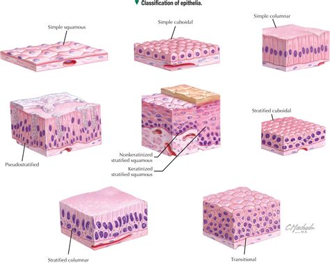 Stratified Squamous Nonkeratinized Epithelium Labeled