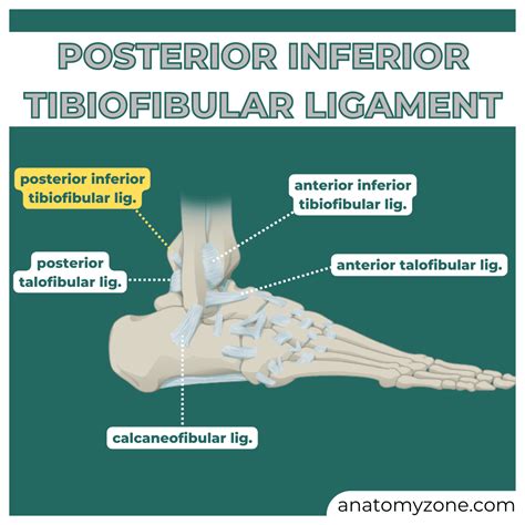 Posterior Tibiofibular Ligament