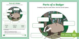 Draw a Badger Art Activity (teacher made) - Twinkl