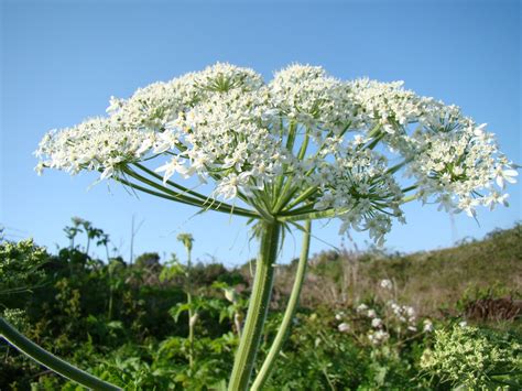 Leaves of Plants: Cow Parsnip