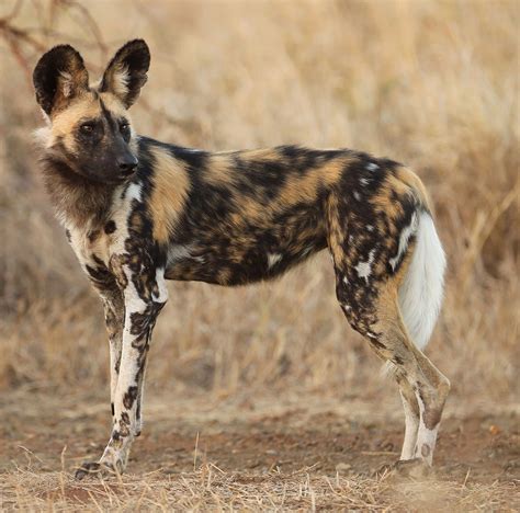 Image - African Painted Dog - look ideas.jpg | Animal Jam Clans Wiki ...
