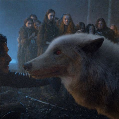 Image result for Real Wolves