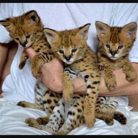 Adopt Me Pet Value List Wiki - Pet Spare