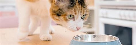 Is Your Pet Overweight? - FOUR PAWS International - Animal Welfare ...