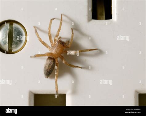 Scotophaeus blackwalli Banque de photographies et d’images à haute résolution - Alamy