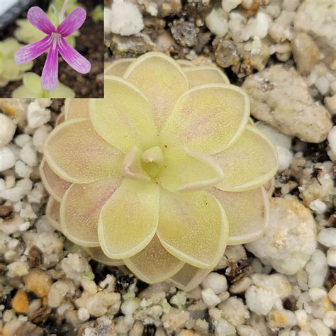 Pinguicula "Sunshine" | Butterworts | Rainbow Carnivorous Plants LLC