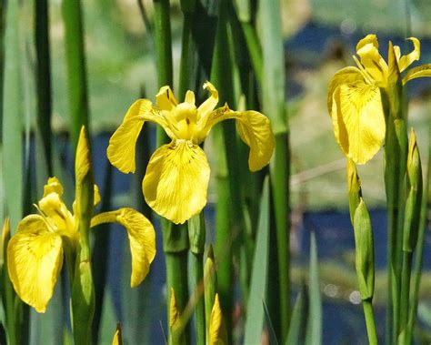 Iris pseudacorus (Yellow Flag) – 10,000 Things of the Pacific Northwest