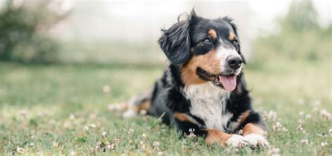 Entlebucher Sennenhund Puppies