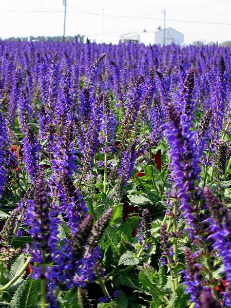 Costa Farms - The leader in houseplants and bedding plants | Long ...