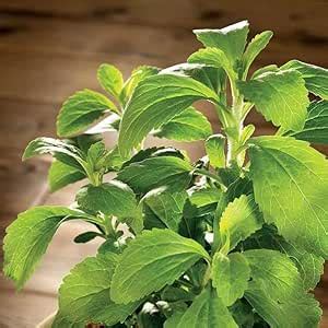 Indoor-Outdoor Stevia tulsi live plant Pack of 1 : Amazon.in: Garden ...