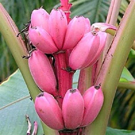 Guru 24 Hours pink Banana- live plant : Amazon.in: Garden & Outdoors