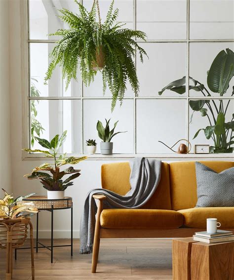 How to get rid of a houseplant gnat infestation: 5 expert tips | Homes ...