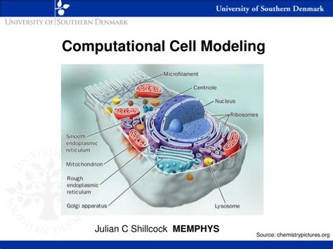 Image result for Cell Sorting Computational Model