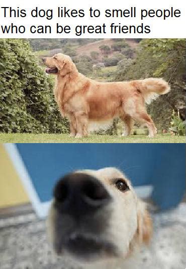 Image result for Smelling Error Meme