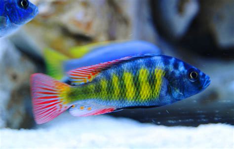 All African Cichlid Species Cichlids Malawi Cichlids