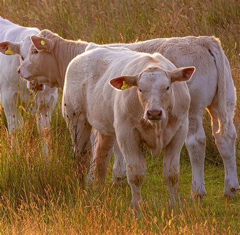 Image result for Native Reserve