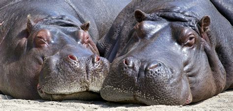 Hippo Fact Sheet | Blog | Nature | PBS